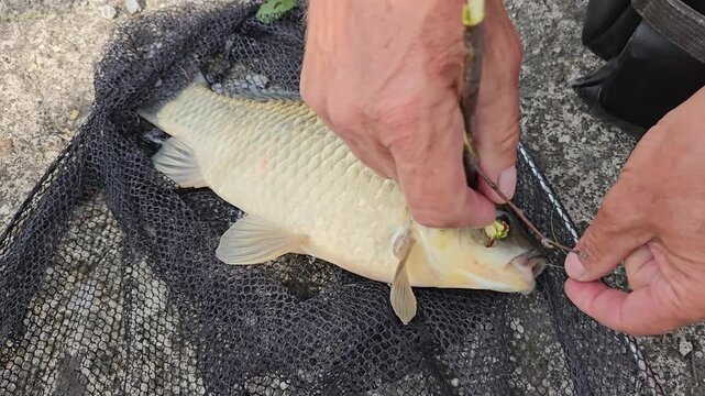 male hands removing hook from small carp mouth caught with landing net freshwater fishing catch outdoor hobby activity