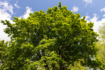 Fototapeta premium maples and other deciduous trees in sunny, clear weather in spring season, beautiful trees with green foliage in sunny weather