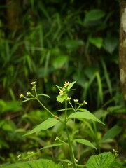 Small white wildflowers with yellow centers growing in a lush green forest