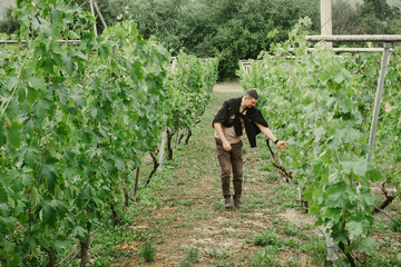 Fototapeta premium Male tourist walking through vineyard rows inspecting green grapevines during summer winery tour. Authentic lifestyle and agriculture concept outdoors.