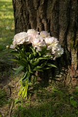 milky peonies on the background of a green park in the spring season, sunny clear warm weather in a park with green lush grass and foliage of trees and a bouquet of fragrant peonies