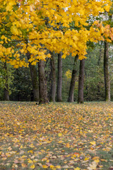 cloudy windy weather in the park in the autumn season, deciduous maple trees with yellow foliage due to strong wind and leaf fall