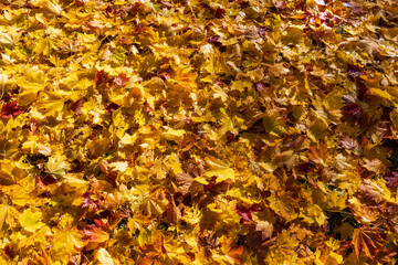 the ground in the park is covered with yellow and orange foliage with deciduous trees , the wide beautiful freshly fallen maple foliage on the ground completely covers everything