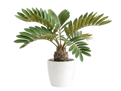 Moderne Zamia furfuracea