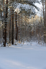 tall pines in the forest covered with snow and large white snowdrifts in nature after snowfalls, white bright and crisp snow in a coniferous forest with old pine trees