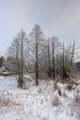 territory of the swamp and forest covered with snow and snowdrifts, beautiful winter nature after a snowfall with snowdrifts and deciduous and coniferous trees