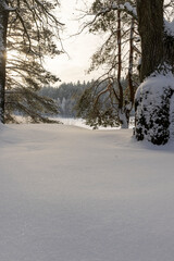 old pines in winter with frozen needles and paws completely covered with snow, part of the trees after snowfalls and frosts with great cold and frost