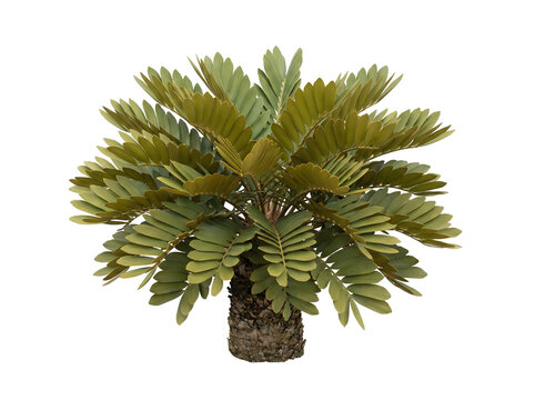 Moderne Zamia furfuracea