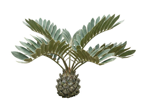 Moderne Zamia furfuracea