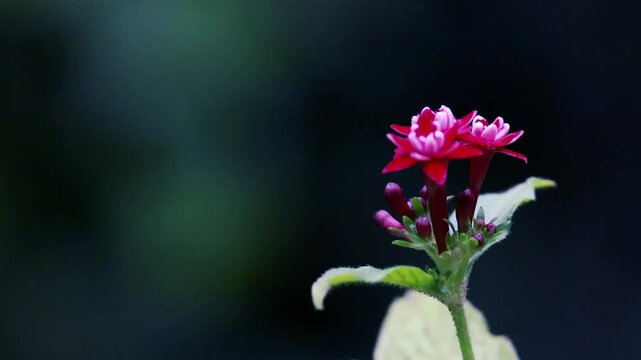 Vibrant Red Pentas Star Flowers Cluster Macro Close-up on Dark Background