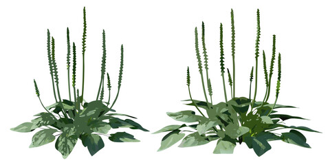 Illustration of plantain weeds with elongated seed spikes and broad leaves © MituRani