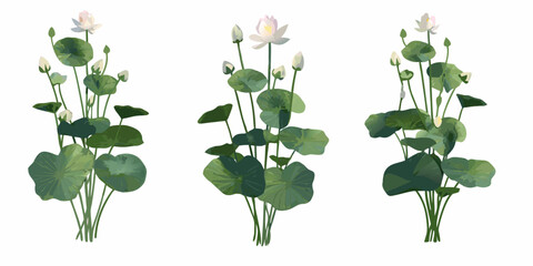 Three stylized lotus plants with varying bloom stages on white background © MituRani