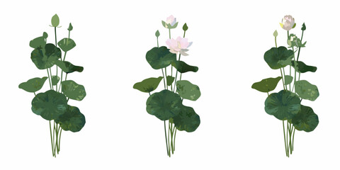 Three lotus plants in varying stages of bloom digitally illustrated © MituRani