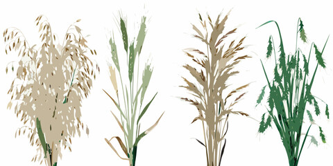 Four different types of stylized grasses stand against a white background © MituRani