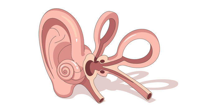 A stylized anatomical illustration of the human ear, showcasing inner structures. Ideal for educational materials, medical illustrations, or awareness campaigns related to hearing.