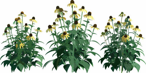 A vibrant collection of yellow coneflowers with dark brown centers © MituRani