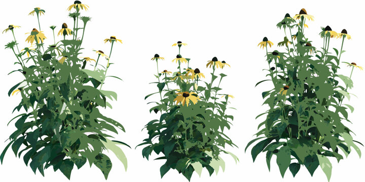 Illustration of black eyed susan flowers with green foliage against white