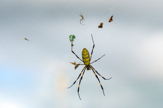 Sakata, Yamagata, Japan - Oct 5 2024, Close-up view of the Joro-spider spider on a web, against a cloudy sky, Sakata, Japan