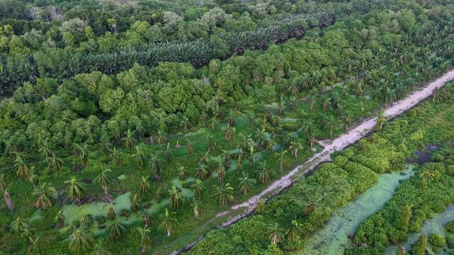 Aerial Palm Tree Plantation and Tropical Wetland Road