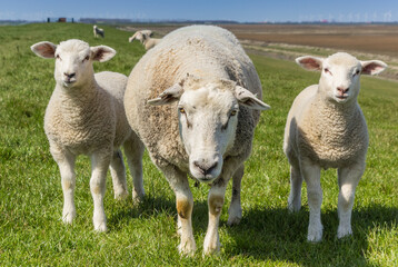 Obraz premium Curious sheep in the Dollard region in Groningen, Netherlands