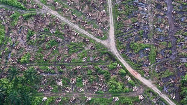 Drone overhead view of dry oil palm plantation