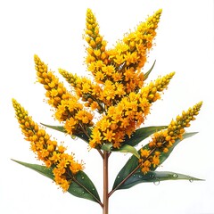 Tall goldenrod blossoms on a white background. Bright yellow flowers and green leaves with water droplets adorn the stem