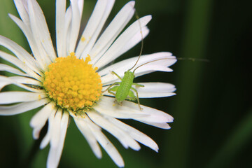 Natural Bellis Perennis Macro Photo  © Recep