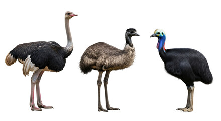 Obraz premium Three large birds standing side by side on a plain background isolated on transparent background