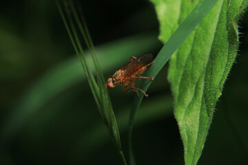 Naklejka premium macro photo of housefly facing back 