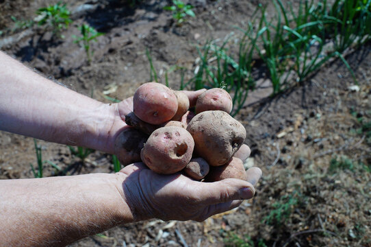 Hands Holding Freshly Harvested Potatoes in Vegetable Garden, Organic Farming Concept