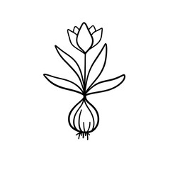 Tulip bulb botanical line art illustration