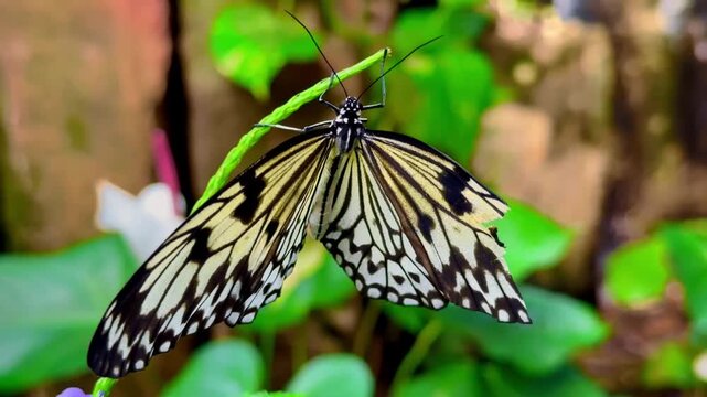 Paper kite butterfly perched on a green plant stem in a bright tropical garden