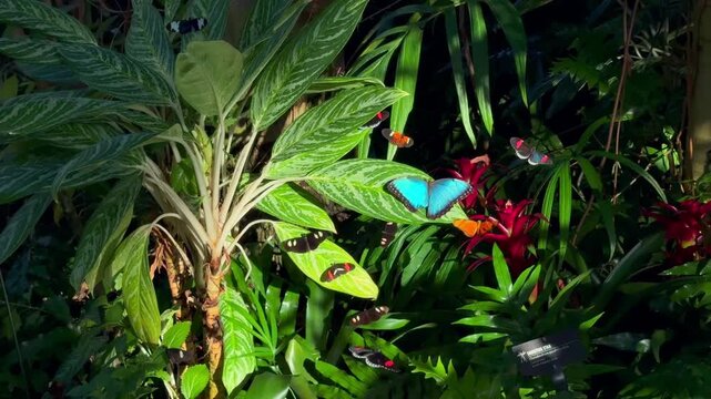 Stunning close-up of colorful butterflies fluttering around exotic tropical plants and red flowers in a sunlit garden, featuring a prominent blue morpho butterfly