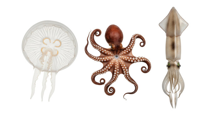 Marine animals, jellyfish, octopus, and squid in a row isolated on transparent background