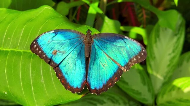 Stunning blue morpho butterfly resting on a vibrant green leaf in a lush garden