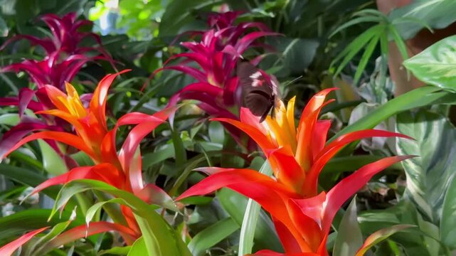 Butterfly feeding on vibrant orange bromeliad flower in a lush tropical garden