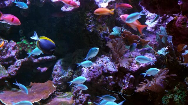 Colorful tropical fish swimming in a coral reef aquarium