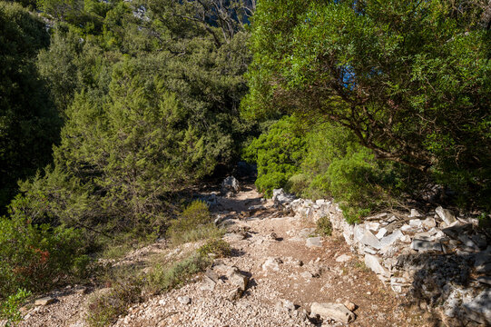 A rugged footpath lined with loose stones and bordered by a dry stone wall winds through dense Mediterranean shrubs and trees near Baunei, Sardinia. Sunlight filters through the foliage, casting