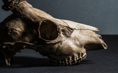 Angled view of roe deer Capreolus capreolus skull and horns. © Trygve