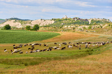 Rural landscape with grazing sheep and rolling hills under blue sky © Iurii Gagarin