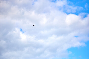 Bird flying in vast blue sky with fluffy white clouds