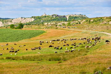 Fototapeta premium Peaceful pastoral scene with grazing sheep in lush countryside landscape
