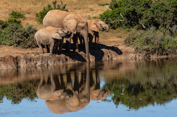Fototapeta premium A family of elephants drinking water in the Addo Elephant National Park with their reflection