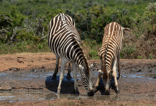 Zebra mare and foal drinking water