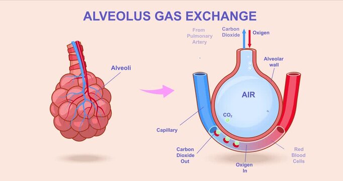 Alveolar gas exchange. Moving banner explaining breathing process. Educational medical infographics with oxygen and carbon dioxide exchange occurs in alveoli of lungs. Flat graphic animated cartoon