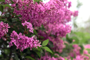 Fototapeta premium Lush blooming of a lilac bush in spring. Close-up of a branch with lilac flowers on a blurred background.