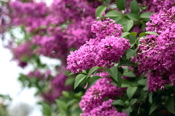 Fototapeta premium Close-up of bright lilac Vibrant Syringa flowers on a blurred background. Beautiful spring floral background.