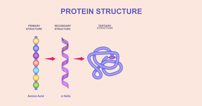 Levels of protein structure. Moving banner with Polymeric polypeptide. Biology infographics showing different protein structures from amino acid chain to assembled subunits. Graphic animated cartoon