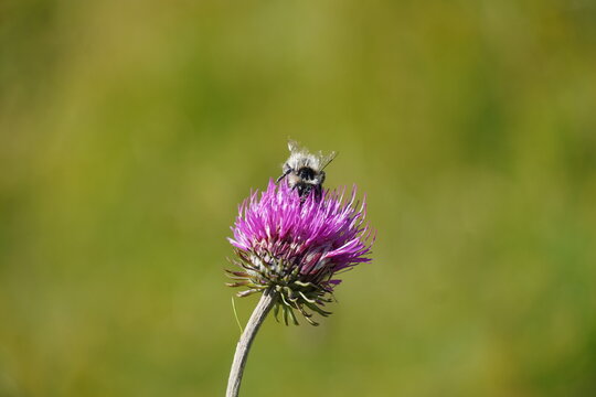 horsefly on thistle