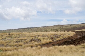 Fototapeta premium Grassland scenery at Puukohola Heiau National Historical Park, Hawaii